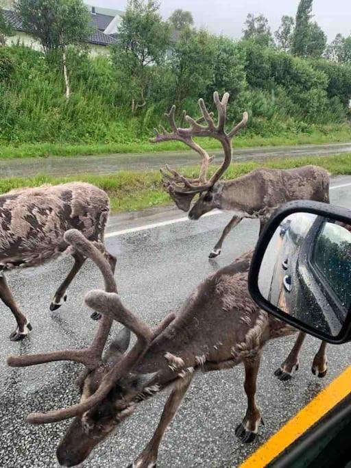 Fin Leilighet I Tromsdalen. Lägenhet Tromsø Exteriör bild